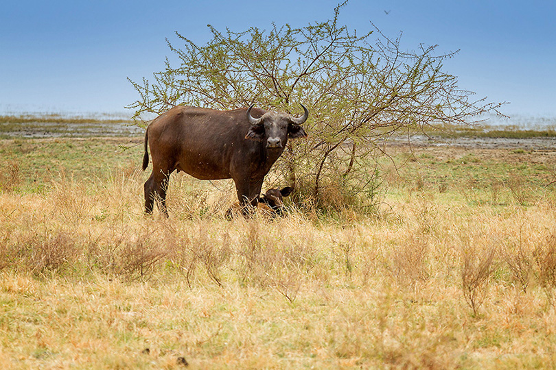 bufalo